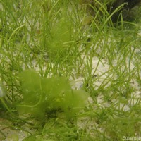 Syringodium isoetifolium (Asch.) Dandy